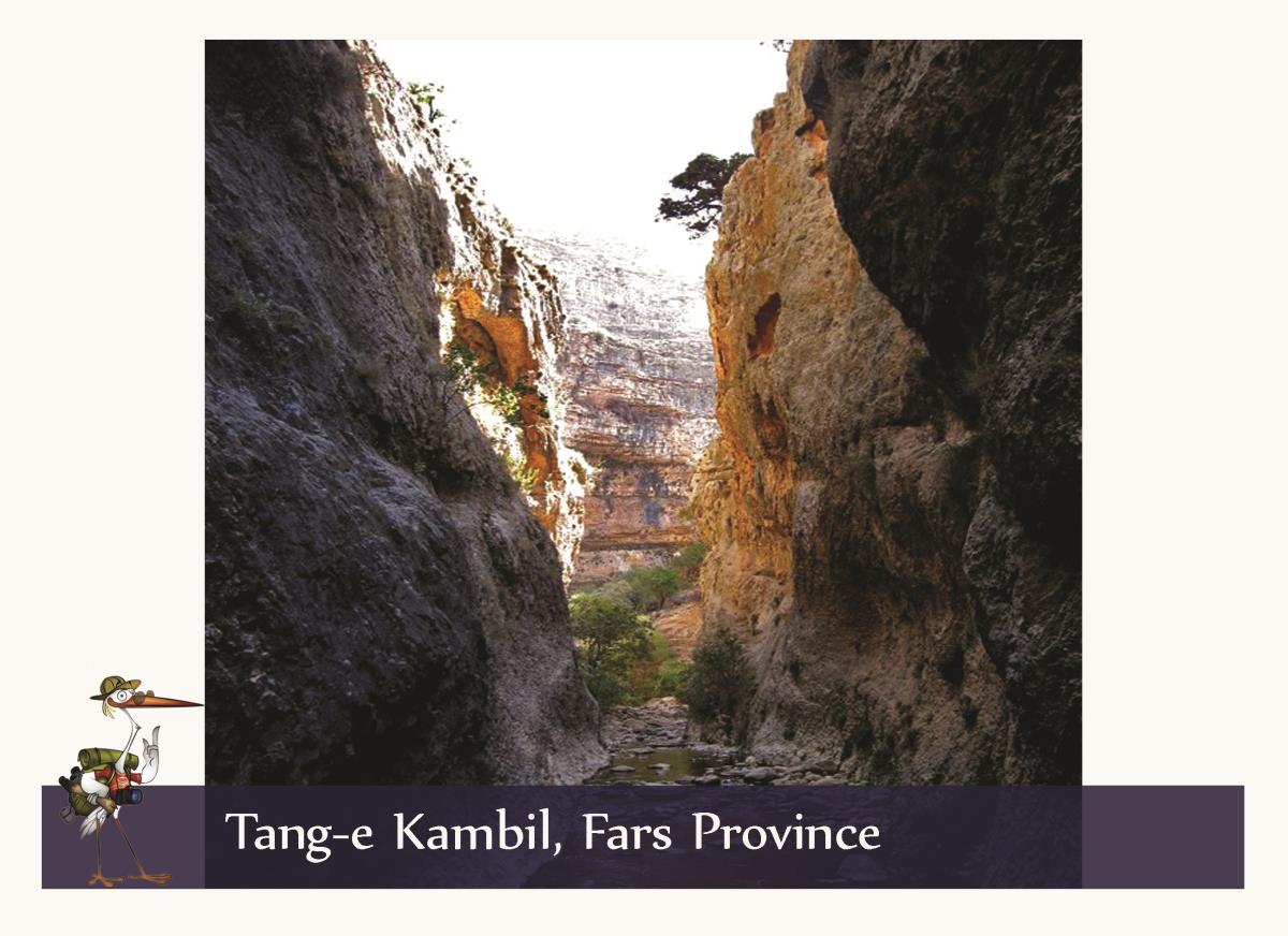 kambil