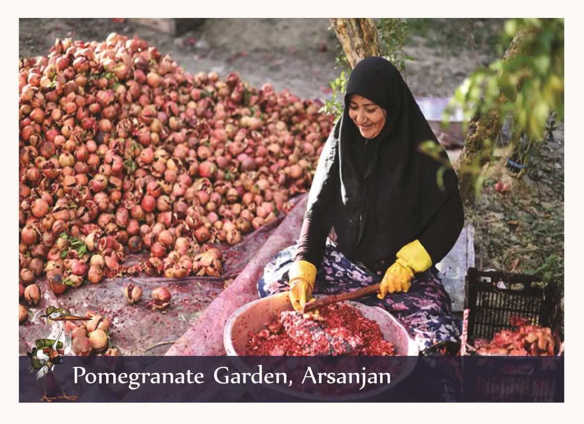 pomegranate garden 1