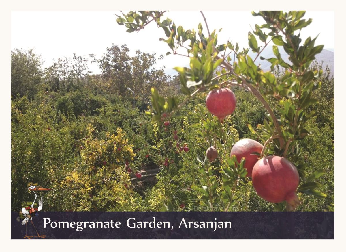 pomegranate garden 2