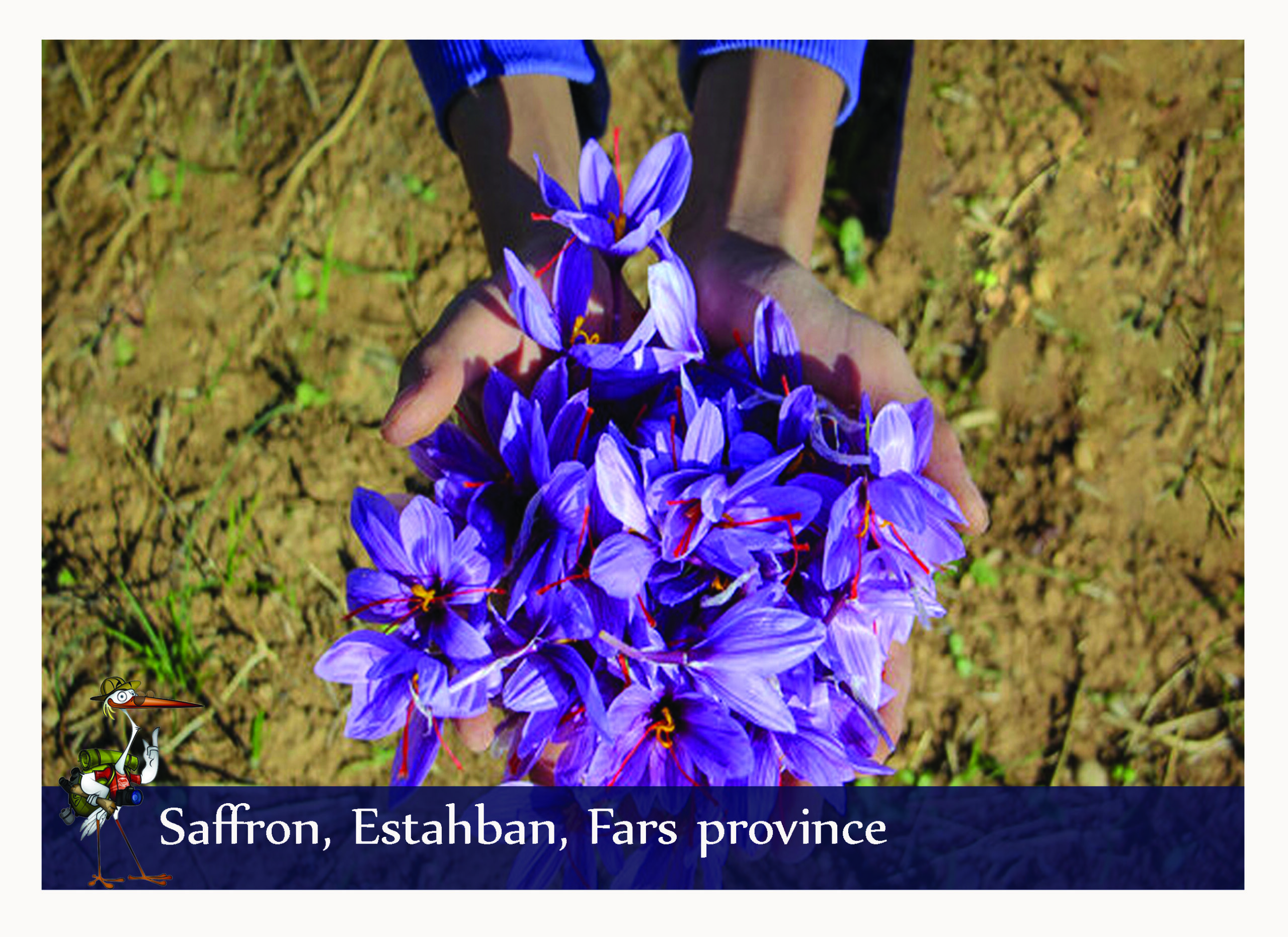 Iran saffron