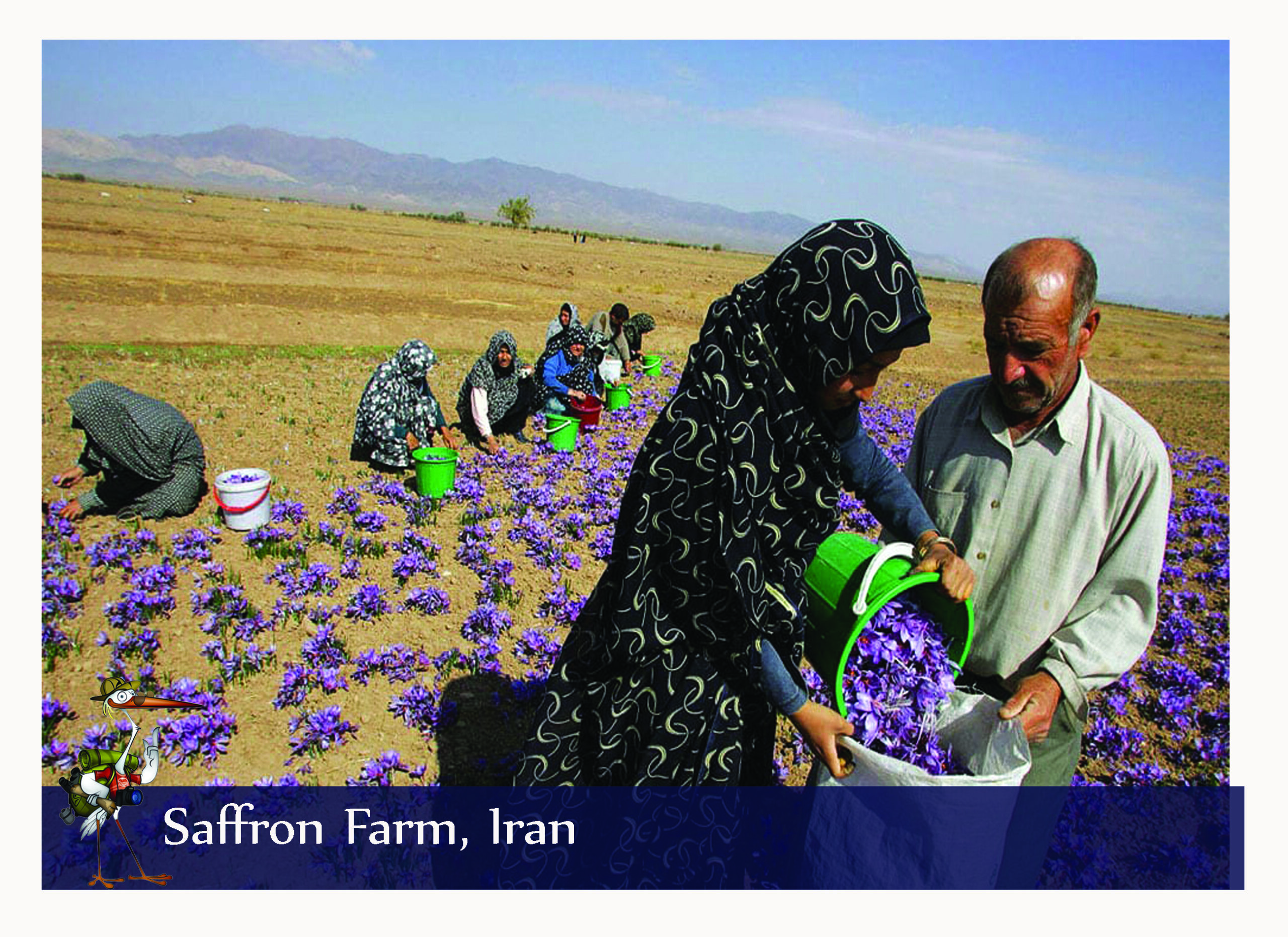 saffron farm