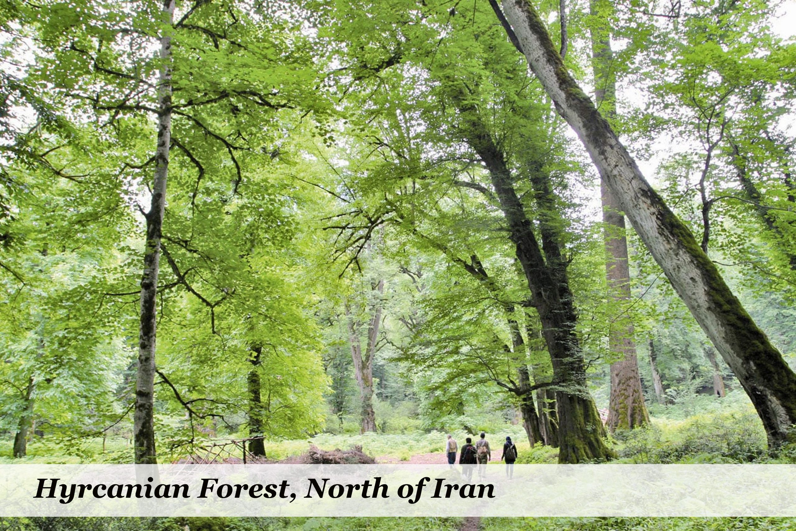 hyrcanian forest,iran